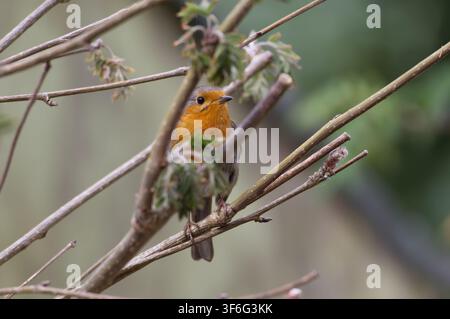 Europäischer Rotkehlchen im Baum - Erithacus rubecula Stockfoto