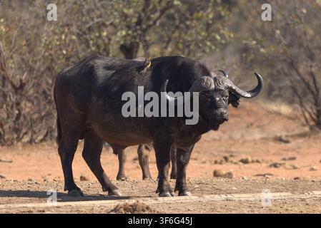 Kap-Buffel (Syncerus caffer caffer) mit Ochsenhirern, die füttern. Aufgenommen im Kruger-Nationalpark, Südafrika. Stockfoto