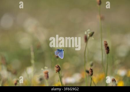 Gewöhnlicher Blauer Polyommatus icarus, männlicher Schmetterling, der zwischen Blumen und Gräsern fliegt, Nottinghamshire, UK, Mai Stockfoto