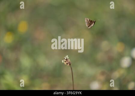 Schmutziger Segler Erynnis tages, ein einzelner Schmetterling, der am Rand einer Wiese in Nottinghamshire, UK, im Mai fliegt Stockfoto