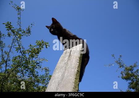 Schwarze Hauskatze sitzt auf einem Holzpfosten vor einem klaren blauen Himmel im Ökodorf Agostyán, Ungarn... Stockfoto
