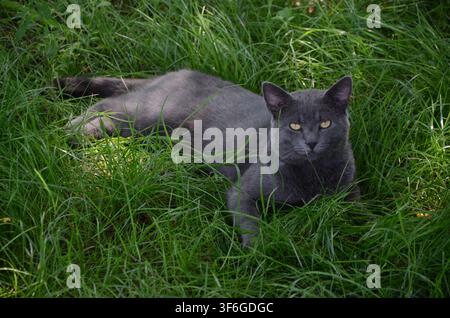 Blaugraue Hauskatze ruht im langen grünen Gras am Wildcampingplatz Farmunk in Baj, Ungarn... Stockfoto