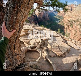 Hält einen Baum auf dem Angels Landing Trail fest (Zion-Nationalpark, Utah, USA) Stockfoto