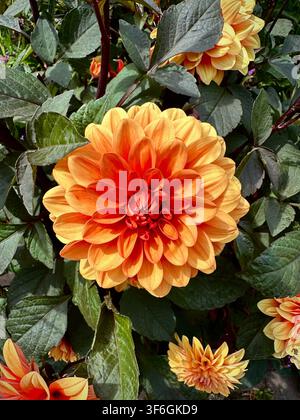 Charmanter Herbstgarten mit Dahlienblüten (Hudson Valley, New York, USA) Stockfoto