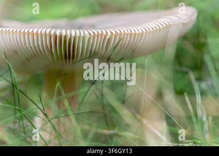 Extremer Nahaufnahm makro mit Fokus auf den markant gestreiften Hutrand und die weißen Lamellen des Amanita-Pilzes im grünen Gras Stockfoto