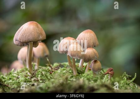 Makroaufnahme eines dichten Büschels kleiner Mica-Kappen (Coprinellus micaceus) mit gefalteten hellbraunen Hüten, die auf üppigem grünem Moos wachsen. Herbstpilze Stockfoto