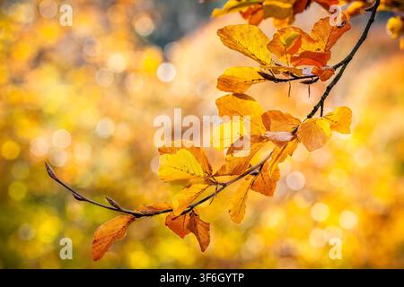 Sonnenbeschienener Ast der Europäischen Buche (Fagus sylvatica) mit leuchtend goldenen Herbstblättern vor einem strahlenden, weich unscharfen Bokeh-Hintergrund. Helle Herbstfärbung Stockfoto
