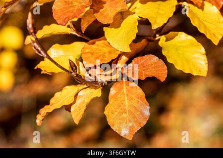 Nahaufnahme von goldgelben und kupferbraunen Blättern der europäischen Buche (Fagus sylvatica) an Zweigen im warmen Herbstsonnenlicht. Wechsel der Jahreszeiten, Herbst, Fall Stockfoto