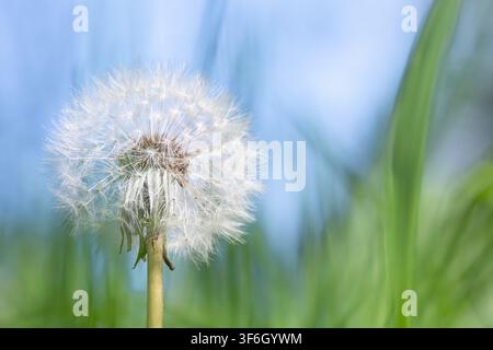Niedrigwinkel-Makroaufnahme eines flauschigen weißen Löwenzahn-Samenkopfs, der sich vor einem lebendigen blauen Himmel und einem weichen grünen Rasenhintergrund erhebt, mit Platz für Text. Stockfoto