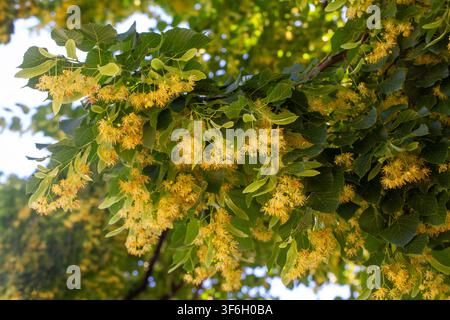 Üppige gelbe Lindenblüten blühen an einem Zweig im Sommergarten Stockfoto