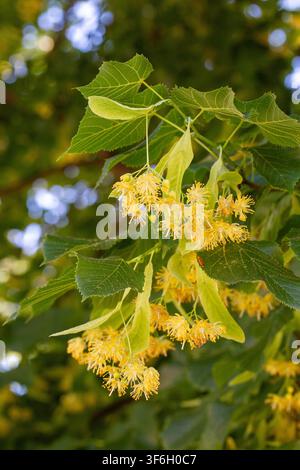 Üppige gelbe Lindenblüten blühen an einem Zweig im Sommergarten Stockfoto