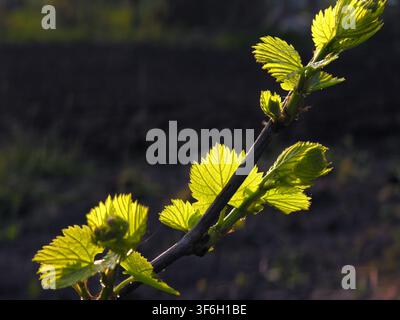 Nahaufnahme eines grün belichteten Weinrebenzweigs im Frühling Stockfoto