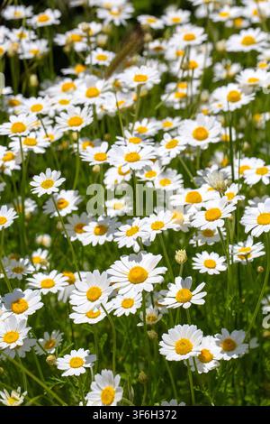 Schöne wilde Gänseblümchen blühen auf einer grünen Wiese an einem sonnigen Frühlingstag Stockfoto