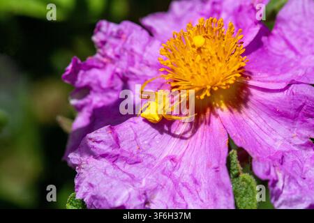Makro Gelbe Krabbenspinne Thomisus Onustus getarnt auf rosa Steinrosenblüte Stockfoto