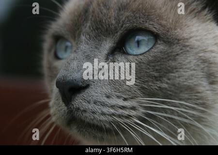 Nahaufnahmeporträt einer blauen Thai-Katze mit auffälligen blauen Augen in Gárdony, Ungarn... Stockfoto