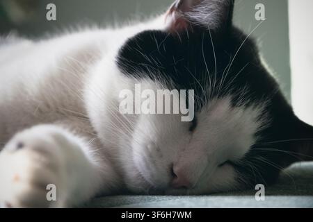 Nahaufnahme einer schwarzweißen Katze, die auf dem Sofa schläft Stockfoto