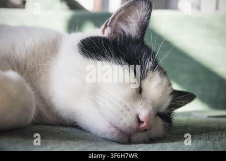 Nahaufnahme einer schwarzweißen Katze, die auf dem Sofa schläft Stockfoto
