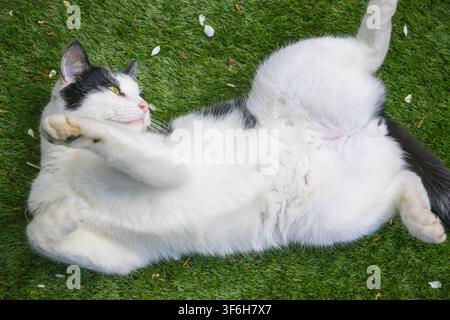 Eine schwarz-weiße Katze liegt verspielt auf dem Rücken auf grünem Gras Stockfoto