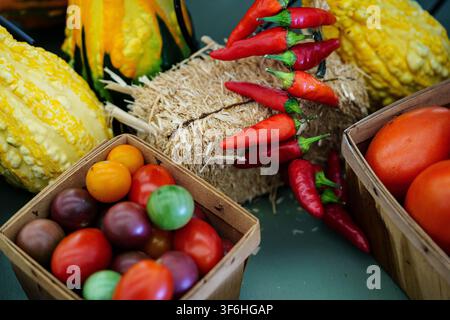 Frisches Gemüse ist auf einem Tisch für ein Erntefest im Herbst arrangiert. Verschiedene Arten von Tomaten und farbenfrohe Paprika sitzen neben dekorativen Kürbissen Stockfoto