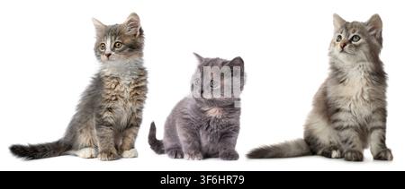 Niedliche flauschige Kätzchen auf weißem Hintergrund. Babytiere Stockfoto