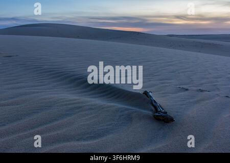 Treibholz, das auf windgeformten Sanddünen in der Dämmerung ruht Stockfoto