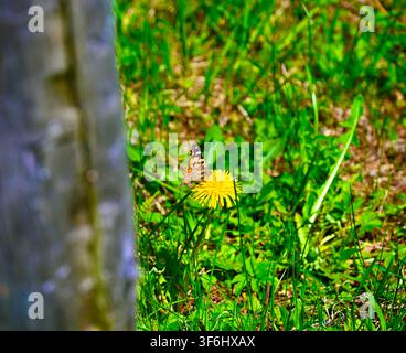 Ein horizontaler Foto eines Schmetterlings, der auf einer gelben Löwenzahnblüte in einer üppigen grünen Wiese ruht, teilweise eingerahmt von einem Baumstamm im Vordergrund. Stockfoto