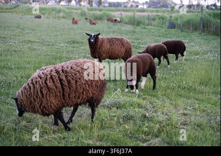 Braune Schafe grasen auf grüner Weide in der Nähe von ländlichen Dorfhäusern unter weichem Tageslicht mit Lämmern, eingezäuntem Weideland, Kleeflächen, Bäumen und Hügeln Stockfoto