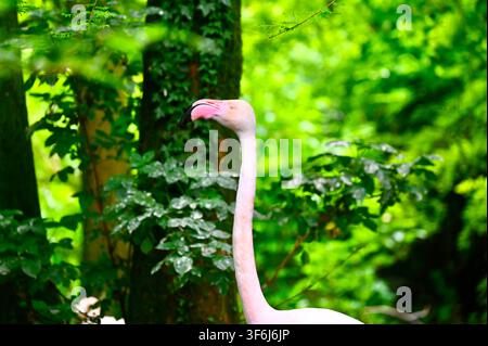Eine horizontale Nahaufnahme eines hellrosa Flamingos mit Kopf und langem Hals, eingerahmt von lebhaften grünen Blättern und Ästen. Stockfoto