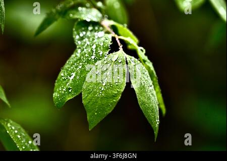 Eine horizontale Makrofotografie von frischen grünen Blättern, die nach einem Regenschauer mit schimmernden Regentropfen bedeckt sind, vor einem dunklen verschwommenen Hintergrund. Stockfoto