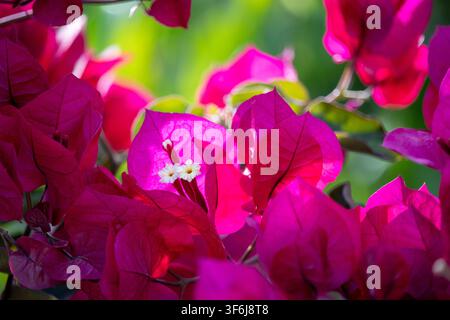 Nahaufnahme von lebhaften magentafarbenen Bougainvillea-Hüllen mit kleinen weißen Blüten, die von warmem Sonnenlicht hinterleuchtet werden, vor einem weichen grünen Hintergrund Stockfoto