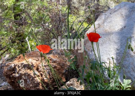 Lebendige rote Mohnblumen blühen auf einem sonnigen Feld mit einem weichen verschwommenen Bokeh-Hintergrund, Nahaufnahme zeigt zarte Blütenblätter und Stängel in der Natur Stockfoto