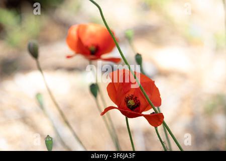 Lebendige rote Mohnblumen blühen auf einem sonnigen Feld mit einem weichen verschwommenen Bokeh-Hintergrund, Nahaufnahme zeigt zarte Blütenblätter und Stängel in der Natur Stockfoto