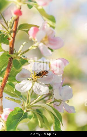 Honigbiene bestäubt Apfelblüte im sanften Frühlingslicht Stockfoto