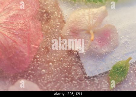 Rosa Hortensienblüten in Eis eingefroren mit botanischer Textur und Blasen Stockfoto