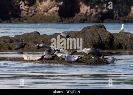 Eine Gruppe von Seehunden (Phoca vitulina) liegt und posiert bananenförmig auf dunklen, algenbedeckten Felsvorsprüngen in der Nähe von Campobello Island in der Bay of Fun Stockfoto