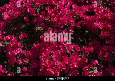 Vollformat-Hintergrundaufnahme von lebhaften rosa Bougainvillea-Blüten, die im hellen Sonnenlicht blühen. Dichte Blütenstruktur mit tiefmagentafarbenen Hochblättern, grünen Lea Stockfoto