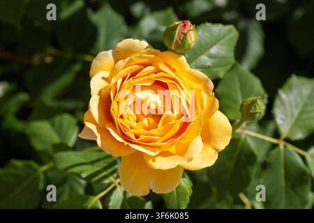 Fülle von lebhaften gelben englischen Gartenrosen, die auf frischen grünen Büschen blühen Stockfoto