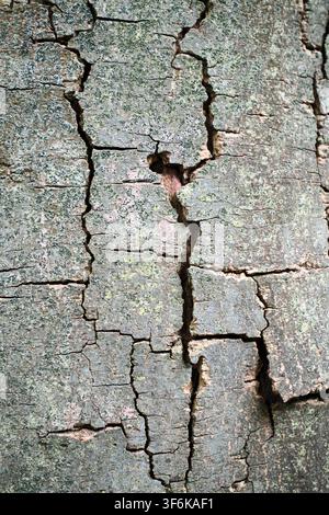 Nahaufnahme-Makrotextur von tief rissiger Baumrinde, bedeckt mit blassgrünem Flechten Stockfoto