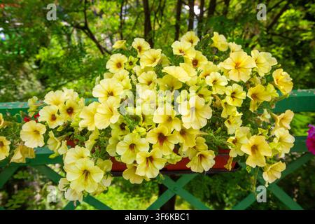Schöne gelbe Petunienblüten, die in einem Topf auf einem grünen Zaun blühen Stockfoto