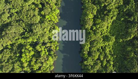 Oberblick auf einen Dschungelfluss, der sich durch ein dichtes, lebendiges grünes Tropenwald-Dach schlängelt, unberührte, ursprüngliche Wildnis, wunderschöne abgelegene Naturlandschaft. Drohnenaufnahme. Reisen, erkunden Sie die Salomonen Stockfoto