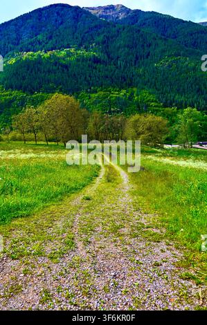 Eine vertikale Landschaftsfotografie eines Feldweges, der sich durch eine üppige grüne Wiese schlängelt und zu einer Gruppe von Bäumen und einem massiven, dunkel bewaldeten Berg im Hintergrund führt. Stockfoto