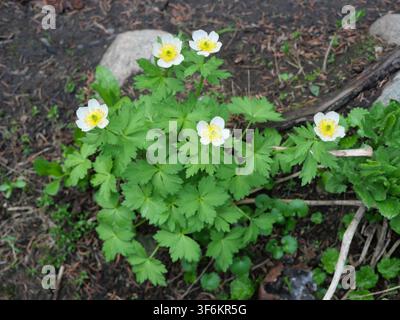 Amerikanische Kugelkrautblume (Trollius albiflorus) blüht entlang des Jean Lunning Trails im Indian Peaks Wilderness, Colorado, USA, Ende Juni. Stockfoto