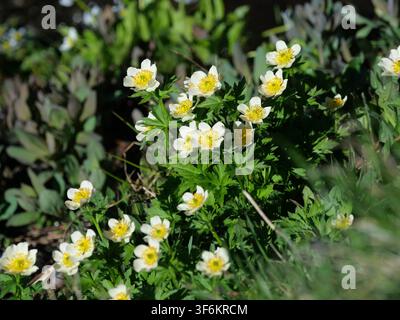 Amerikanische Kugelblume (Trollius albiflorus) blüht nahe dem Lake Isabelle im Indian Peaks Wilderness, Colorado, USA, während des kurzen alpinen Sommers. Stockfoto
