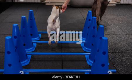 Ein Jack Russell Terrier springt während einer Agilitätsstunde über Hindernisse. Stockfoto