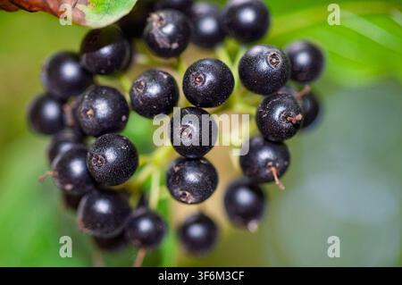 Nahaufnahme von dunklen runden Beeren an einem Pflanzenstängel mit unscharfen grünen Blättern im Hintergrund Bristol, Vereinigtes Königreich Stockfoto