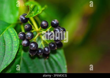Nahaufnahme von dunklen Beeren an einer grünen Pflanze. Ein Büschel runder schwarzer Früchte hängt zwischen grünen Blättern. Unschärfer natürlicher Hintergrund. Bristol, UK Stockfoto