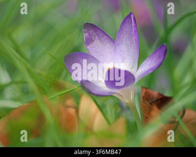 Stilisierter violetter Krokus (Crocus vernus) mit Übergang zu Weiß und leuchtend safrangelben Stempeln in Cumbria, England, UK Stockfoto