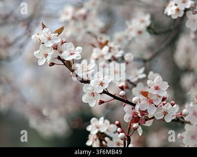 romantisierte Darstellung der zarten Blüte der Kirschpflaume, Pissard- oder Myrobalan-Pflaume (Prunus cerasifera) im Frühling in Cumbria, England, UK Stockfoto