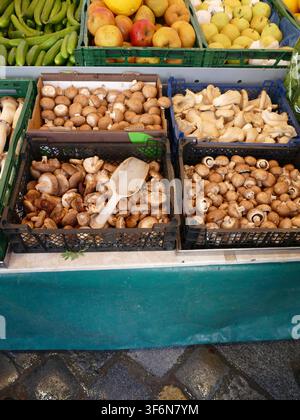 Pilze, die in mehreren Kisten auf einem lebhaften Marktstand im Freien ausgestellt sind, der frische Biofrüchte und -gemüse anbietet, und der Gesundheitsbewusste anspricht Stockfoto