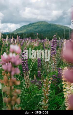 Feld mit violetten und rosa Lupinen, das unter einem bewaldeten Berg an einem bewölkten Sommertag in British Columbia, Kanada, blüht Stockfoto
